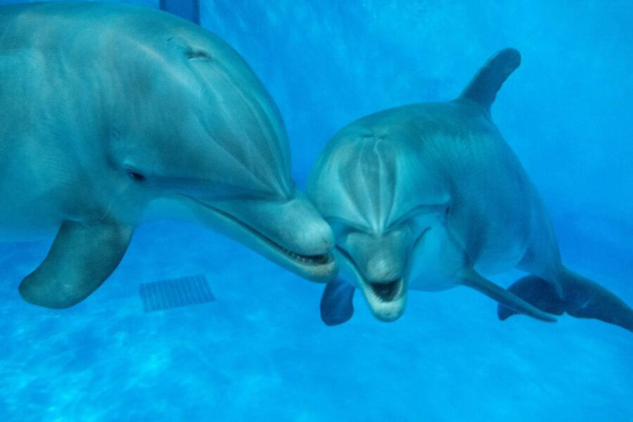 Dolphins Underwater - Fred Cate